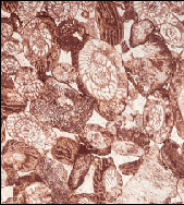 Foraminifera